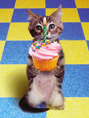 noah_birthday_kitten.jpg