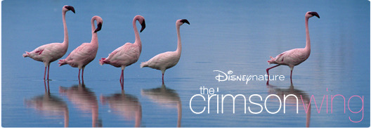 DisneyNature - Crimson Wing