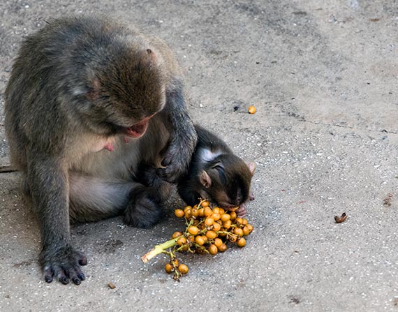 Baby monkey eating grapes at the Rome Zoo