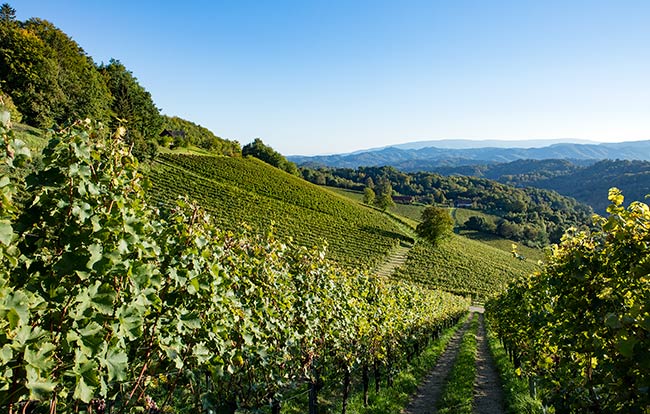 Südsteiermark - The stunning panorama of Ried Zieregg at Weingut Tement