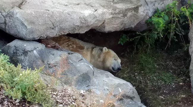 Vienna - Schönbrunn Zoo - Sleeping polar bear