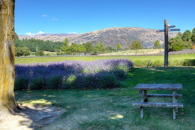 Wānaka Lavender Farm - a bench to take in the views