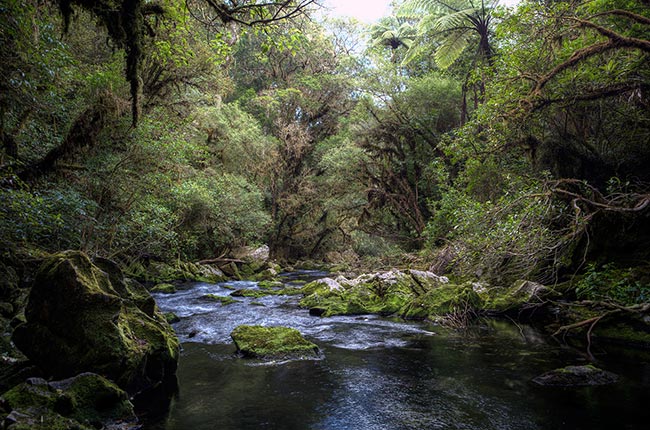 The Riwaka River flowing from its source