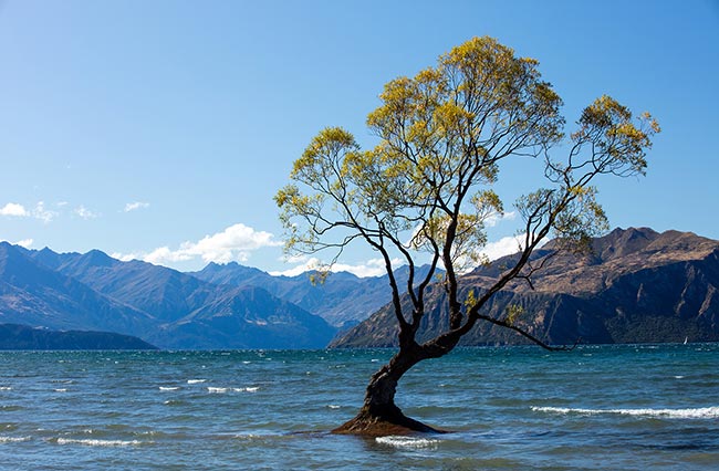 The infamous Wānaka Tree