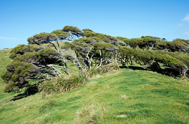 Windswept trees on the trail to Wharariki Beach